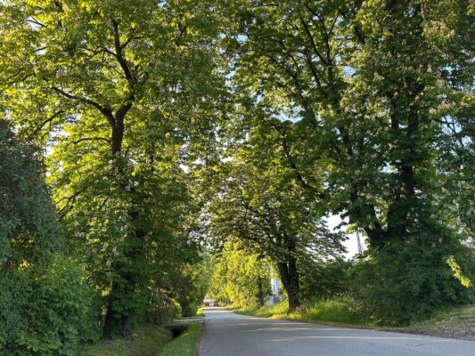 nowa jasienica aleja