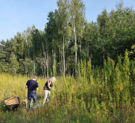 Pole-konopi-w-eko-Brzozówce- (1)