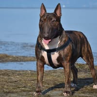Zdjęcie profilowe Happy As Hyena BullyTrip