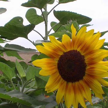 Zdjęcie profilowe Hanna Sunflower